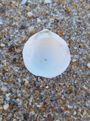 Glycymeris glycymeris