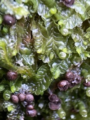 Liochlaena lanceolata