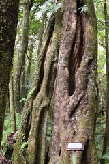 Sideroxylon borbonicum