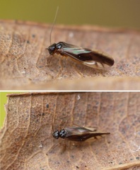 Caecilius fuscopterus