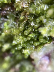 Liochlaena lanceolata