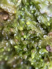 Liochlaena lanceolata