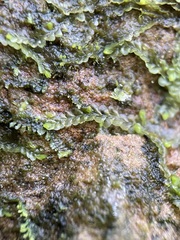 Liochlaena lanceolata