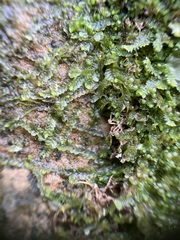 Liochlaena lanceolata