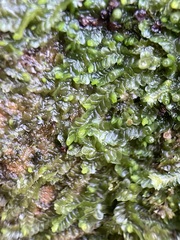 Liochlaena lanceolata