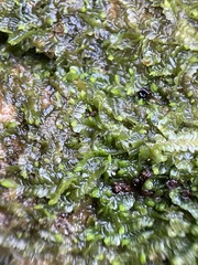 Liochlaena lanceolata