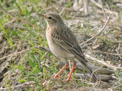 Anthus rufulus