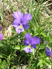 Viola lutea lutea