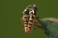 Ischiodon