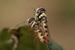 Ischiodon