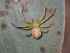 Australomisidia ergandros