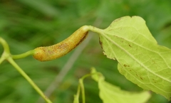 Puccinia recondita