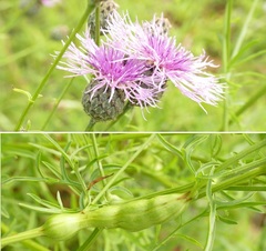 Isocolus scabiosae