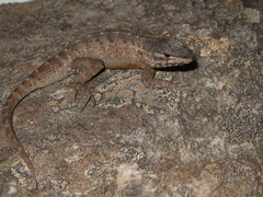 Rodrigues' Lava Lizard photo 3