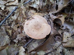 Lactarius quietus incanus