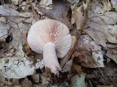 Lactarius quietus incanus