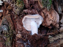 Hypomyces ochraceus