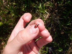 Compsapoderus erythropterus