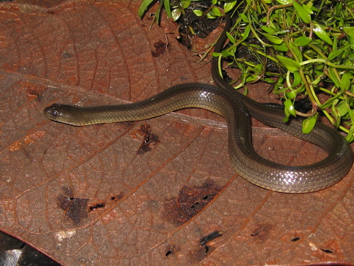 Photo of a Olive Keelback (Helicops modestus)