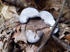 Phellodon niger alboniger