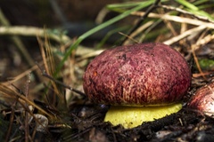 Butyriboletus loyo