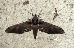 Adhemarius sexoculata