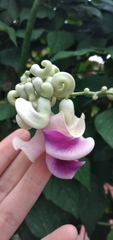 Snail Vine (Cochliasanthus caracalla)