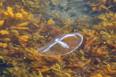 Staurostoma mertensii