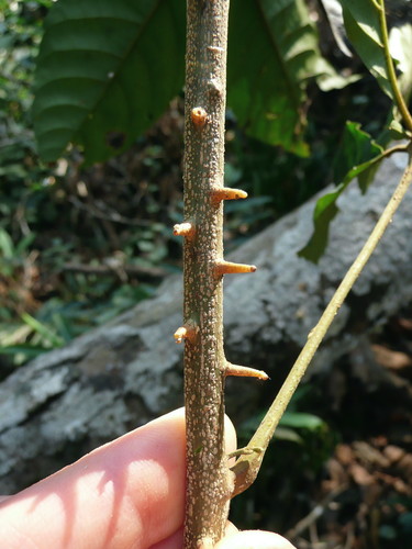 Allophylus samoritourei image
