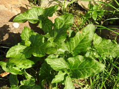 Arum italicum italicum