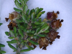Erica hispiduloides