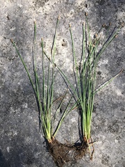 Eleocharis bifida