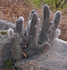 Austrocylindropuntia