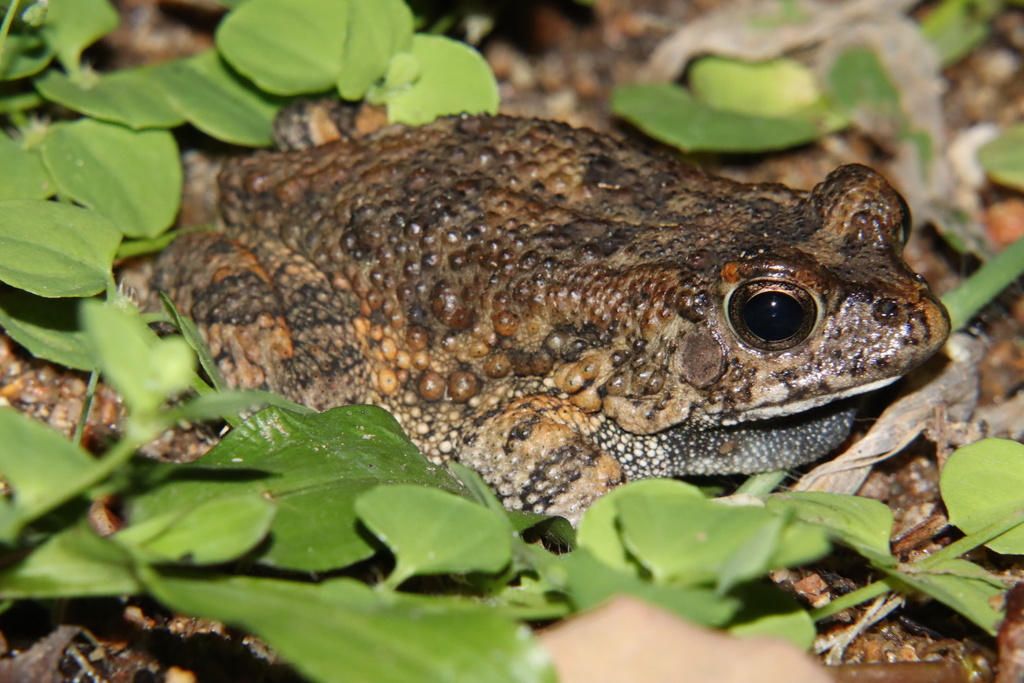 Eastern Flat-backed Toad from Sabiepark, MP, ZA on January 23, 2022 at ...