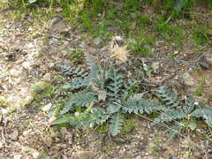 Cynara algarbiensis