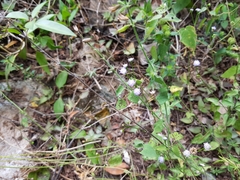 Ageratum gaumeri