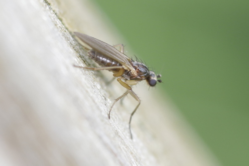 Lonchopteridae
