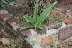 Ledebouria zebrina