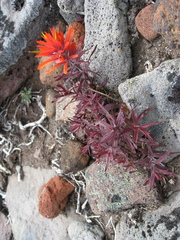 Castilleja rupicola