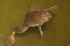 Xenopus muelleri