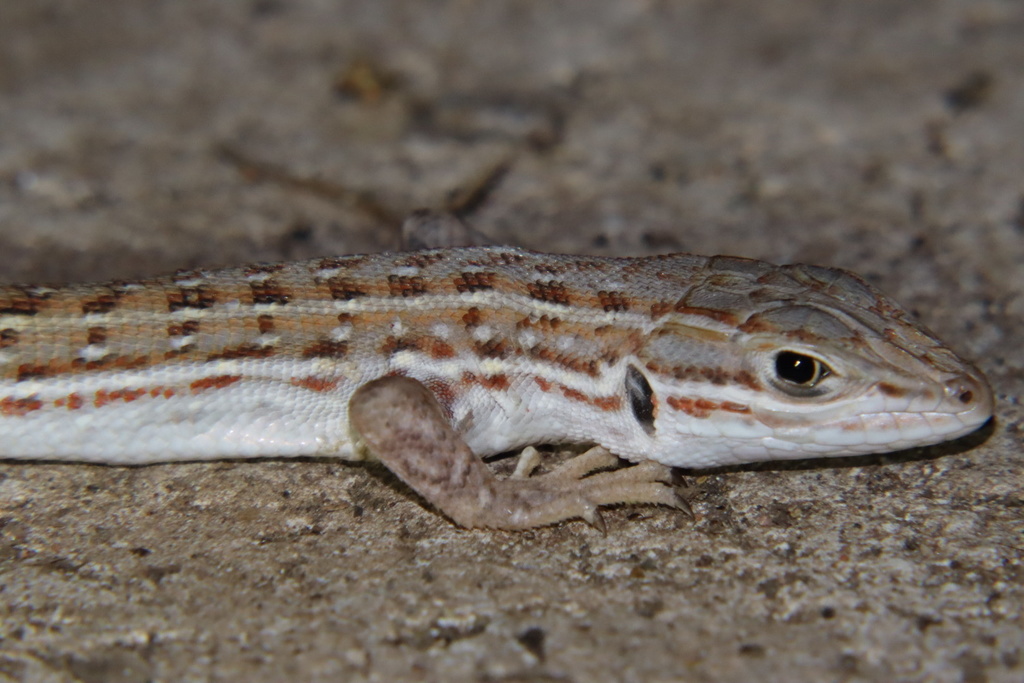 Savanna Lizard