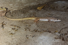 Meroles squamulosus