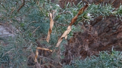 Adenocarpus decorticans