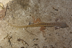 Meroles squamulosus