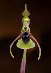 Chiloglottis seminuda