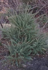 Adenocarpus decorticans