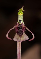 Chiloglottis curviclavia