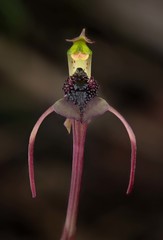 Chiloglottis reflexa