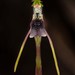 Common Wasp Orchid - Photo (c) izakschoon, some rights reserved (CC BY-NC), uploaded by izakschoon