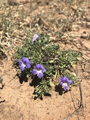 Aptosimum procumbens
